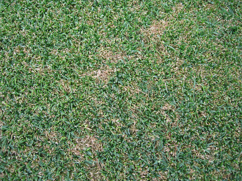 Bacterial wilt