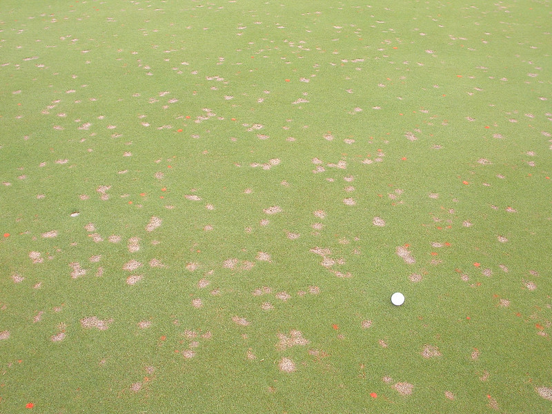 Bentgrass dead spot