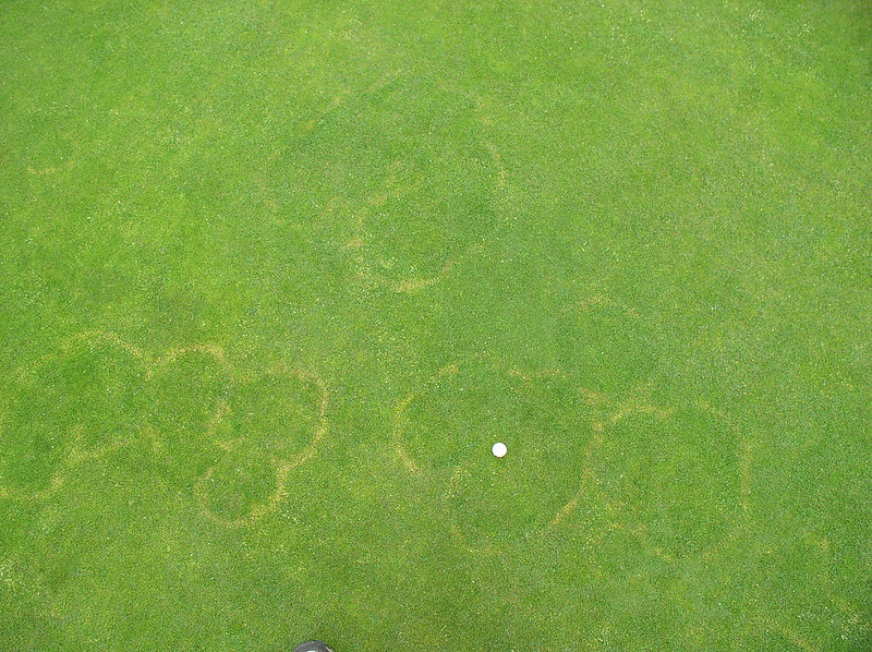 Brown ring patch (Waitea patch)