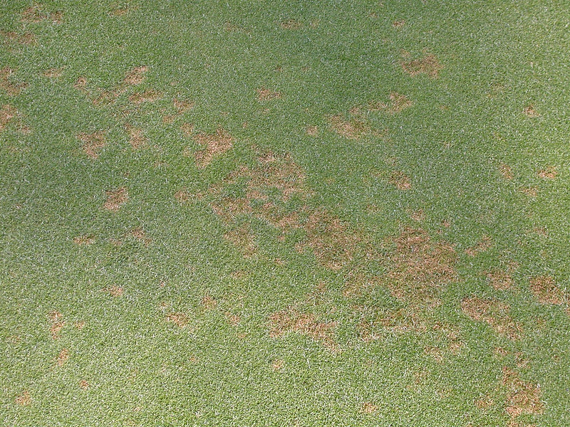 Copper spot