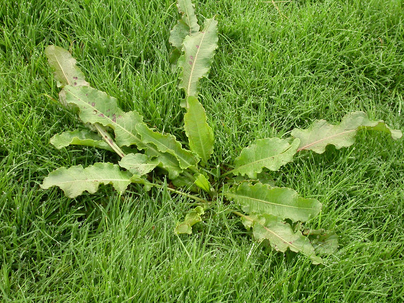 Curly dock