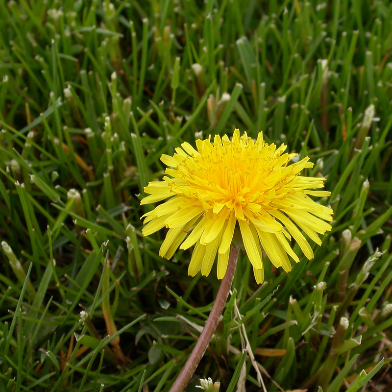 Dandelion