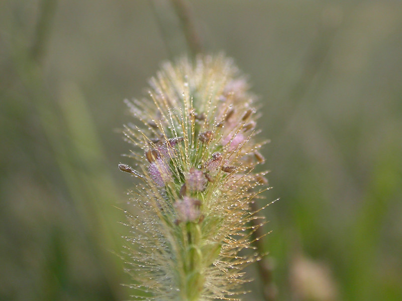 Giant foxtail