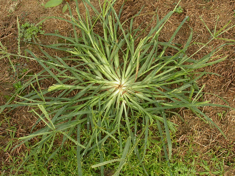 Goosegrass