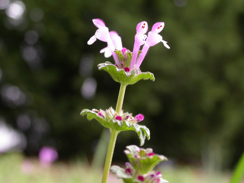 Henbit