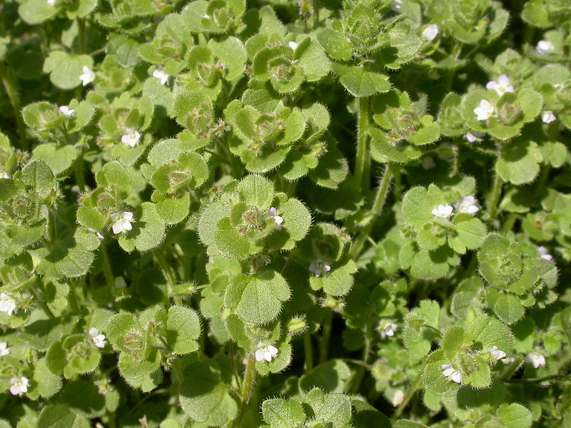 Ivyleaf speedwell