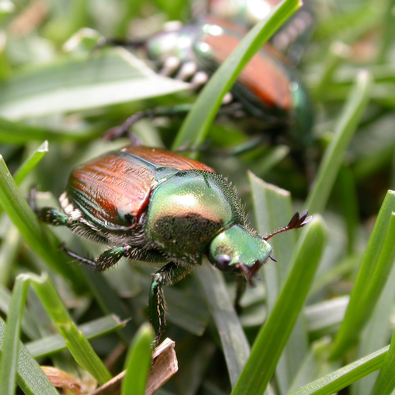 Japanese beetle