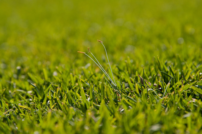 Kikuyugrass