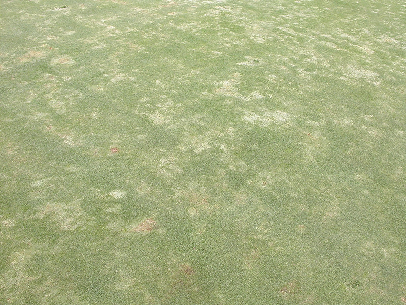 Moss