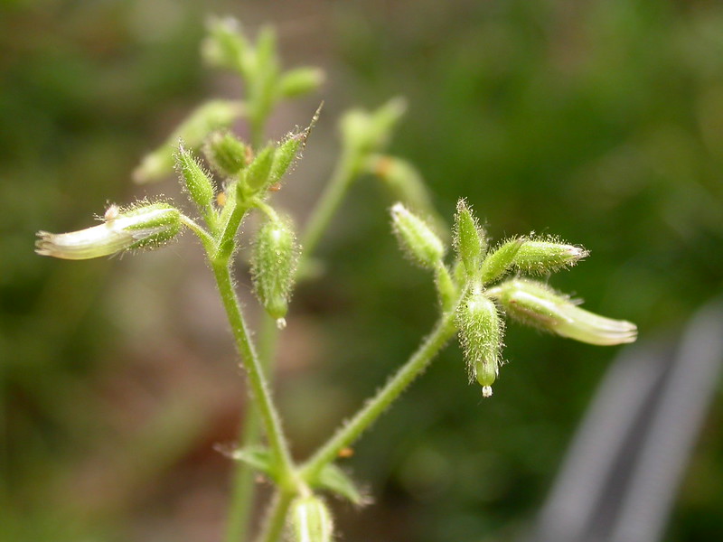 Mouseear chickweed
