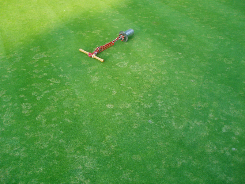 Necrotic ring spot