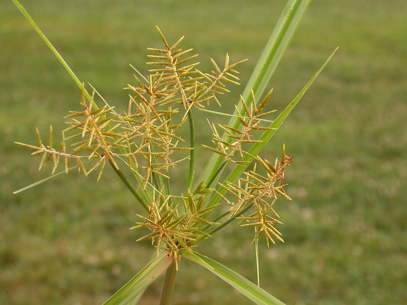 Yellow nutsedge