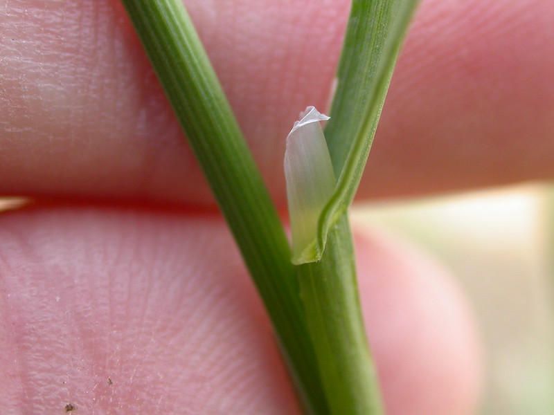 Orchardgrass