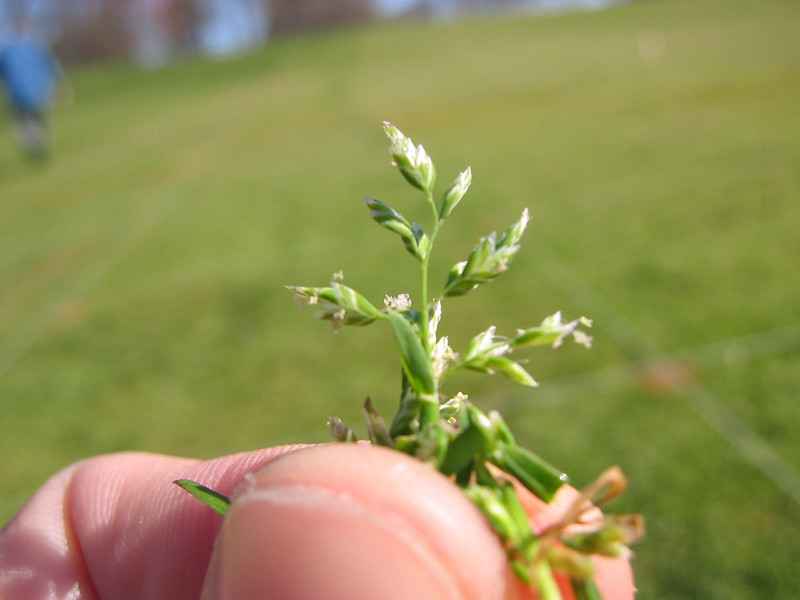 Annual bluegrass (Poa annua)