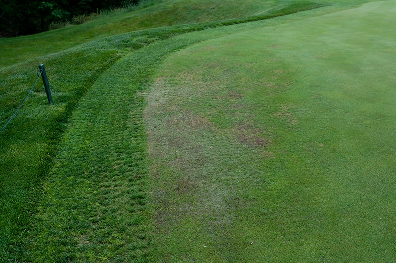 Pythium root rot