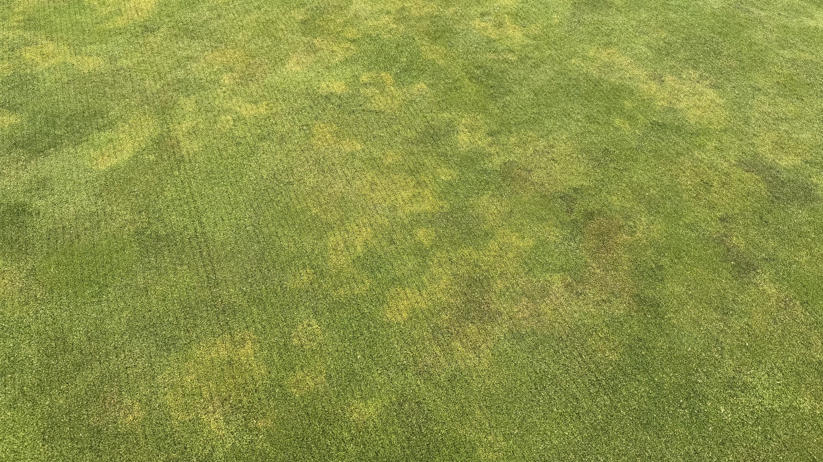 Rapid blight