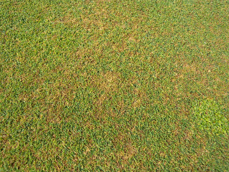 Red leaf spot