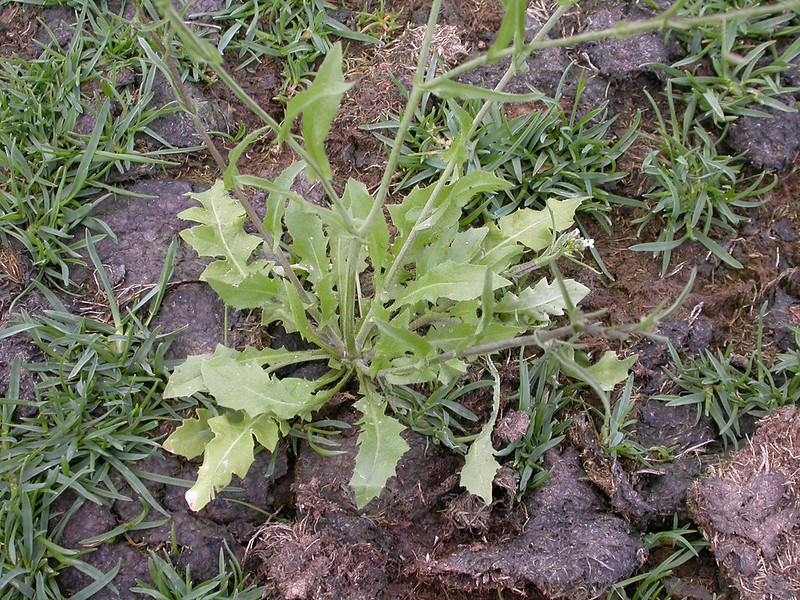 Shepherd's purse