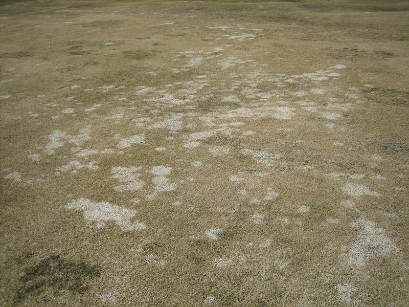 Snow mold (gray & pink)