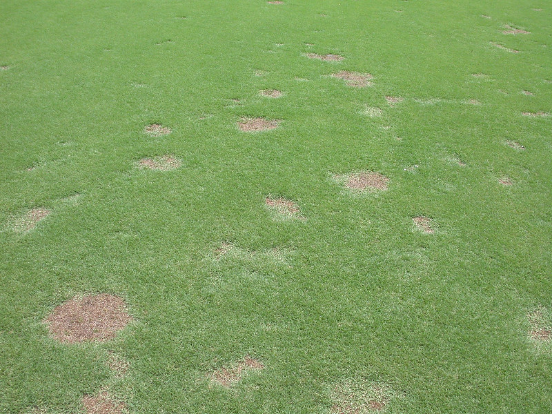 Spring dead spot