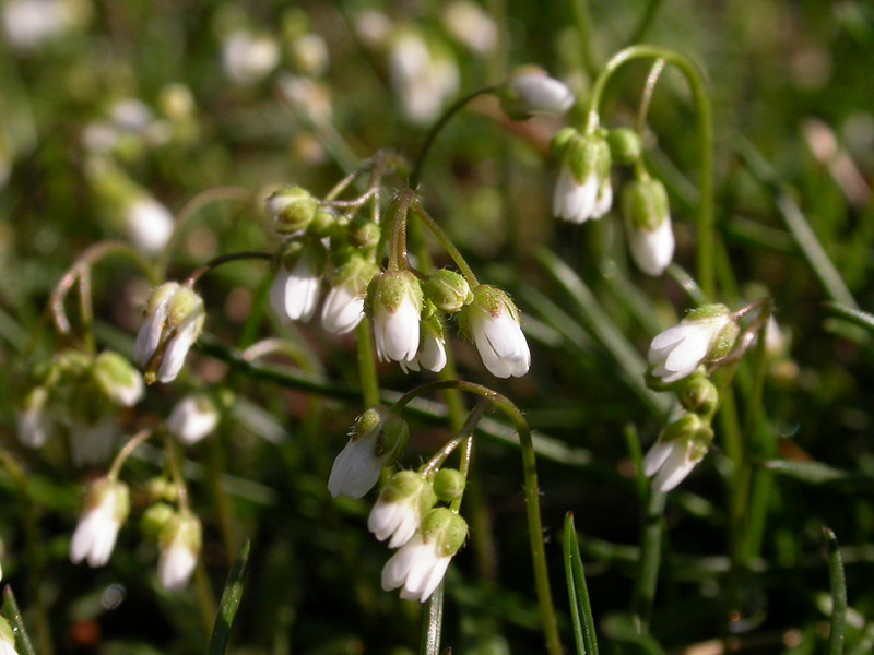 Spring whitlowgrass