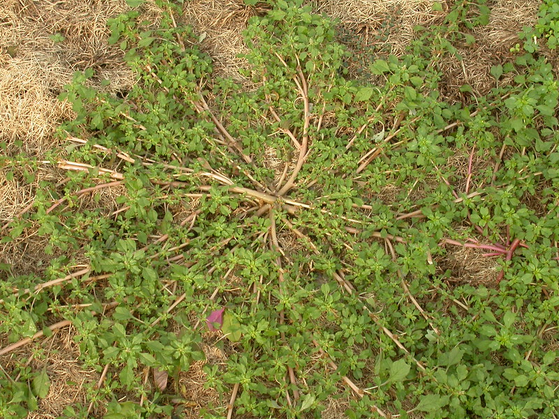 Spotted spurge
