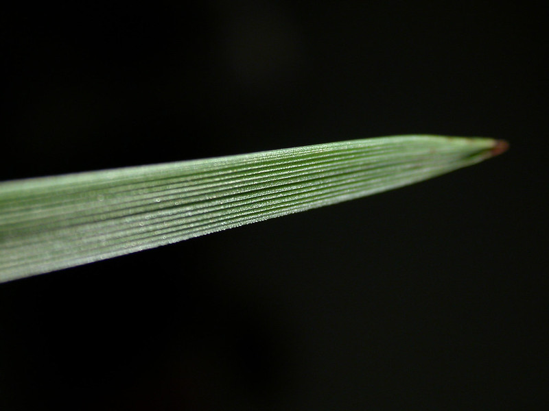 Tall fescue (as a weed)