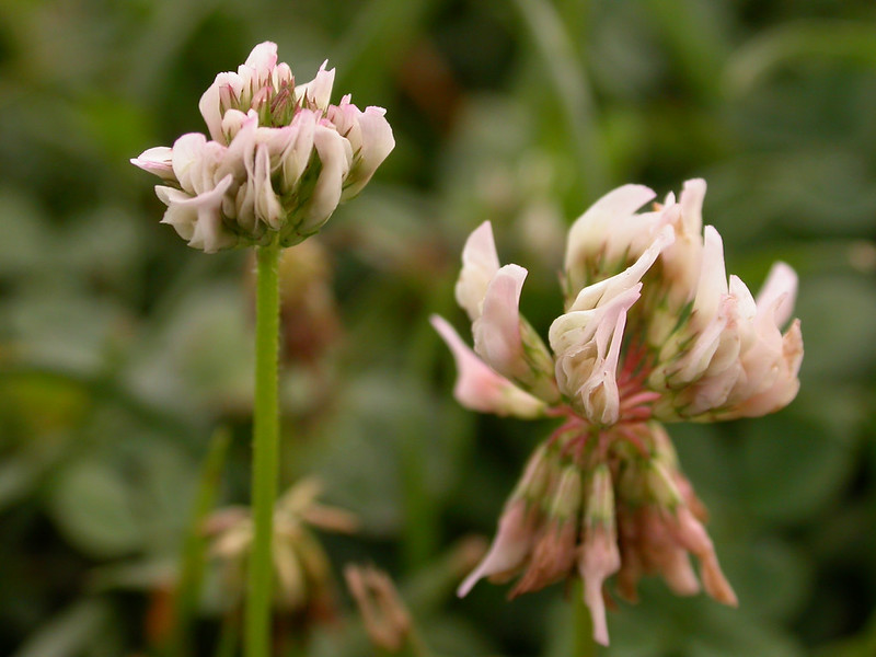 White clover