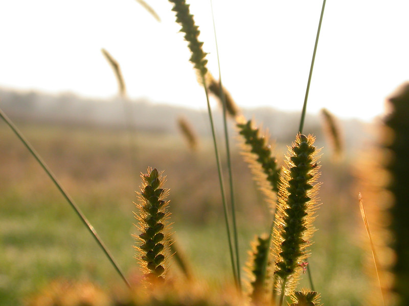 Yellow foxtail