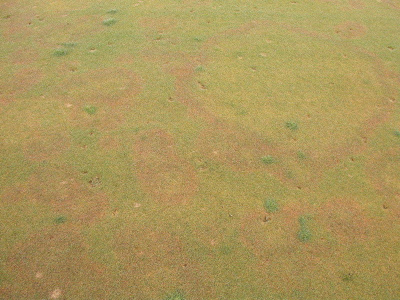 Yellow patch (cool-season brown patch)